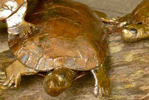 Turtles Sunning