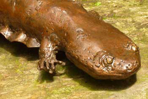 Hellbender Salamander