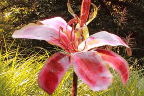 Stargazer Lily