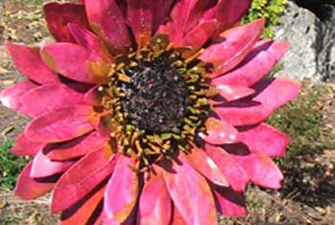 Gerber Daisy