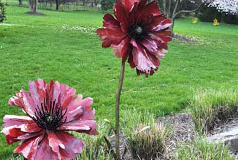 Red Poppies