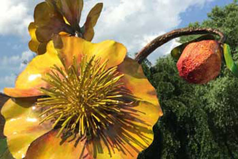 Woodland Poppy