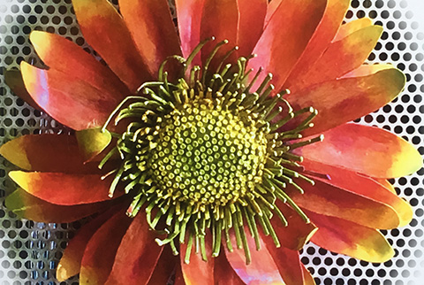 Indian Blanket Flower